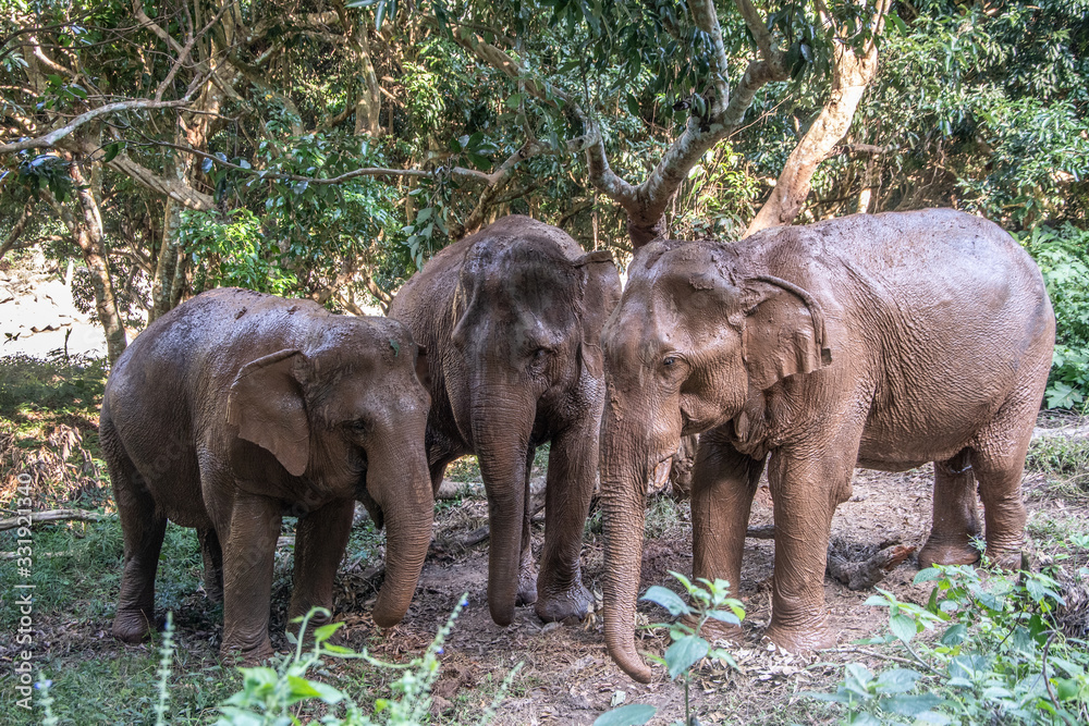 Obraz premium Elephants in wild