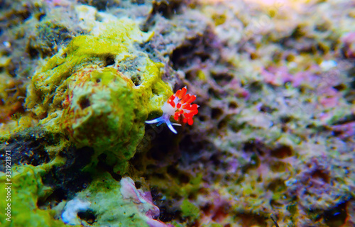 Orange-eyed nudibranch - Cratena capensis photo