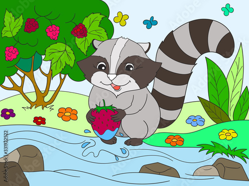 Cartoon color book black and white Nature. American  northern raccoon and coon washes strawberries