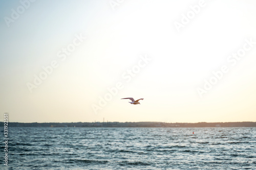 Group of seagulls ower sea