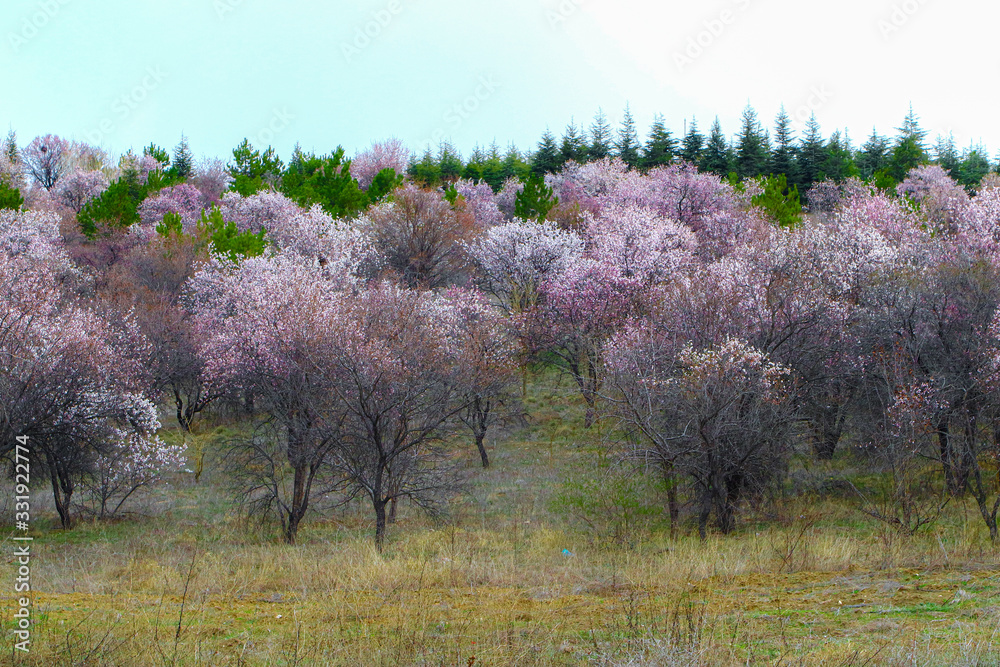 tree in bloom tree in bloom