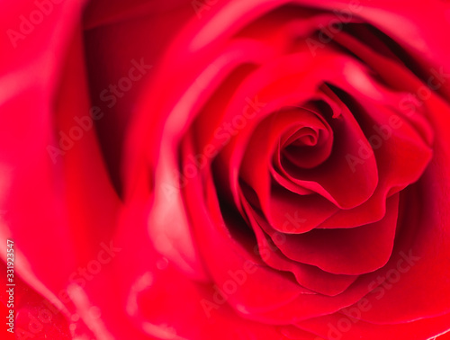 Beautiful red rose  macro  front view  selective focus