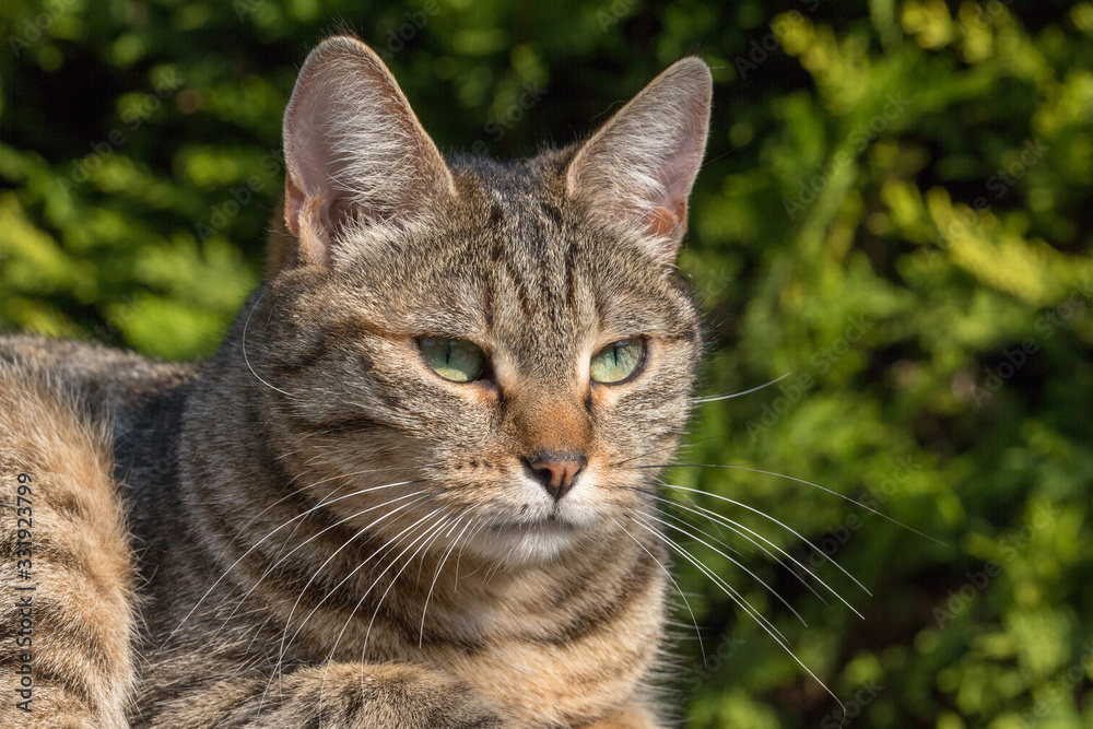 portrait of a grey tiger cat with green eyes