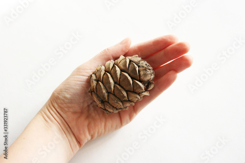 Big pinecone in womans hand on white table. Natural background of cedar nuts