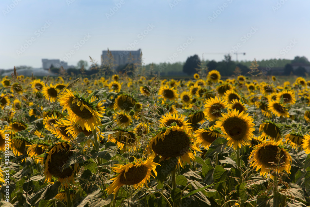 Girasole