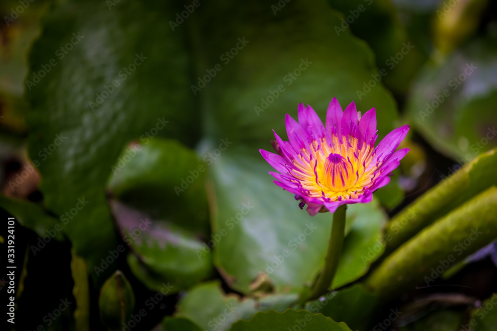 Purple lily or lotus flower in ponds close up Purple lily or lotus flower in ponds close up