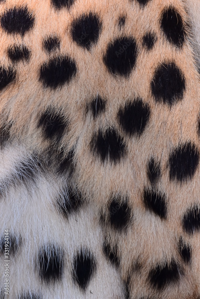 black dot on the cheetah  