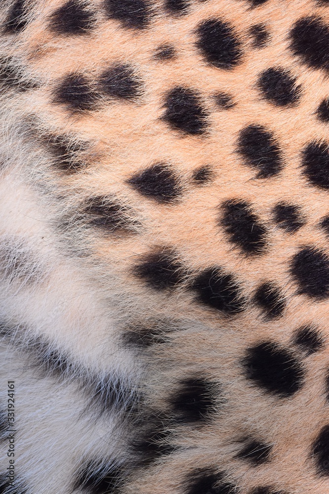 black dot on the cheetah black dot on the cheetah