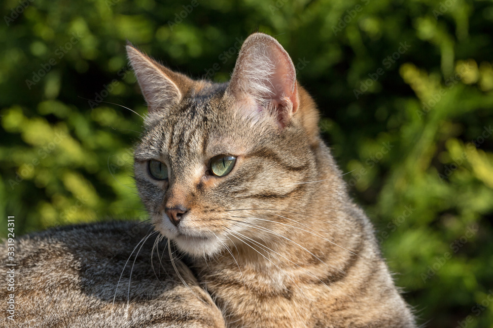 portrait of a grey tiger cat with green eyes