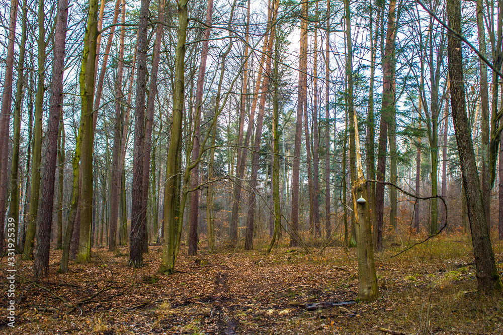 Beautiful forest landscape. A large mushroom grows on a tree. Spring empty forest. Background. Beautiful forest landscape. A large mushroom grows on a tree. Spring empty forest. Background.