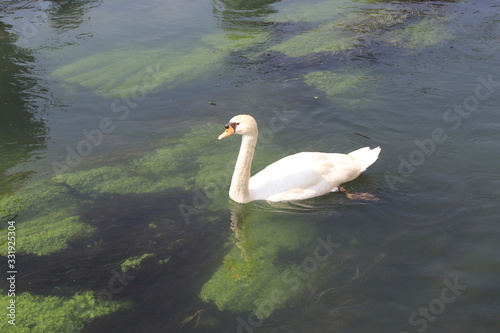 Cisne en el río