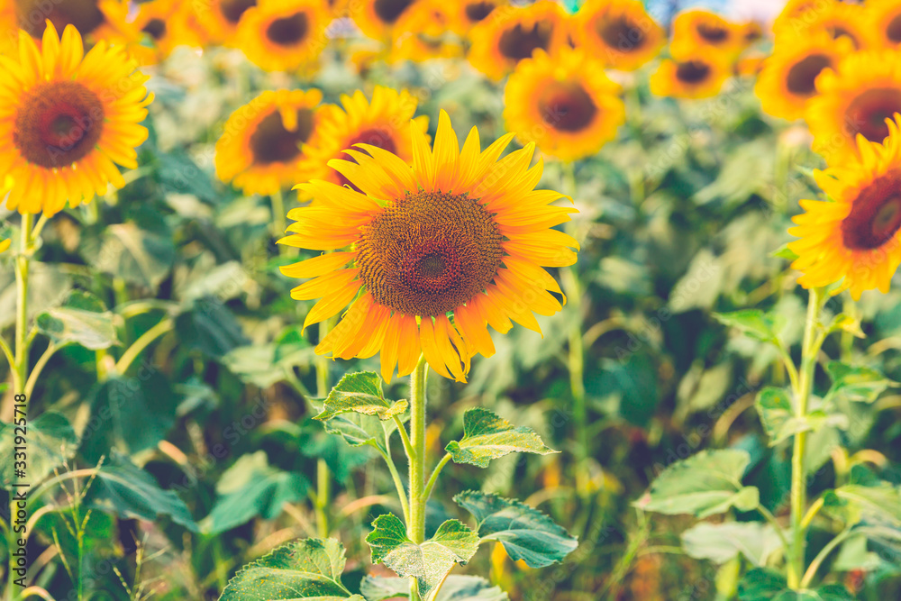 Fototapeta premium Sunflower blossom close up in field