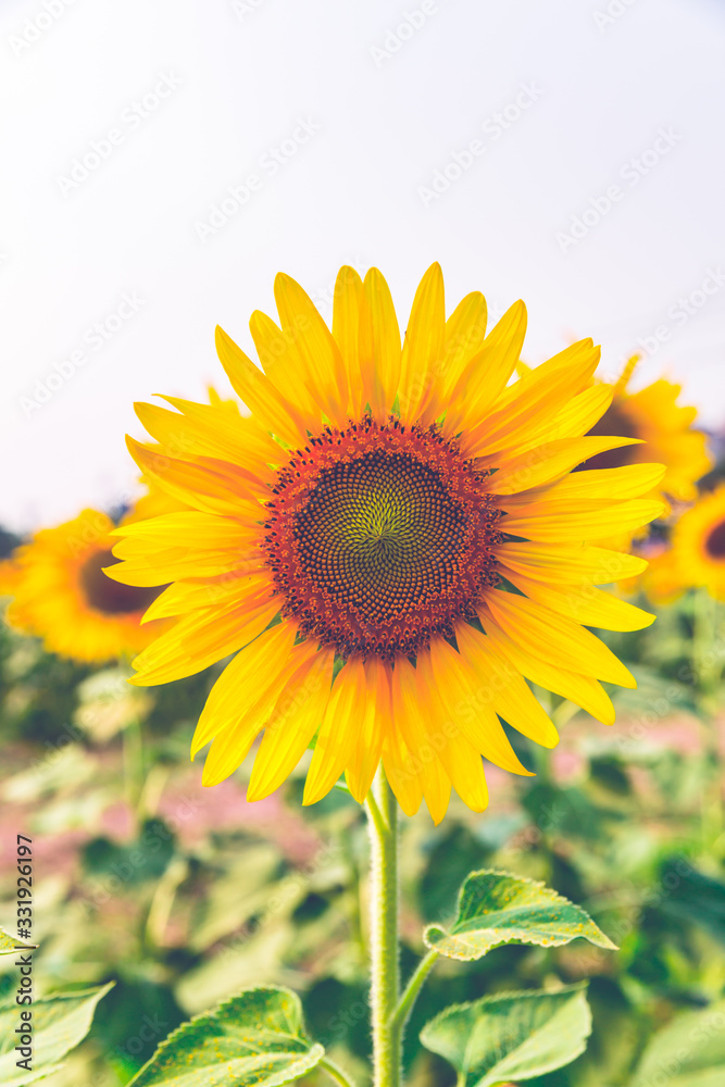 Fototapeta premium Sunflower blossom close up in field