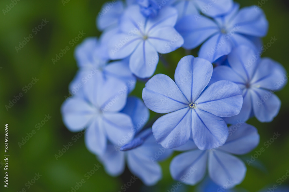 blue flowers in garden close up blue flowers in garden close up