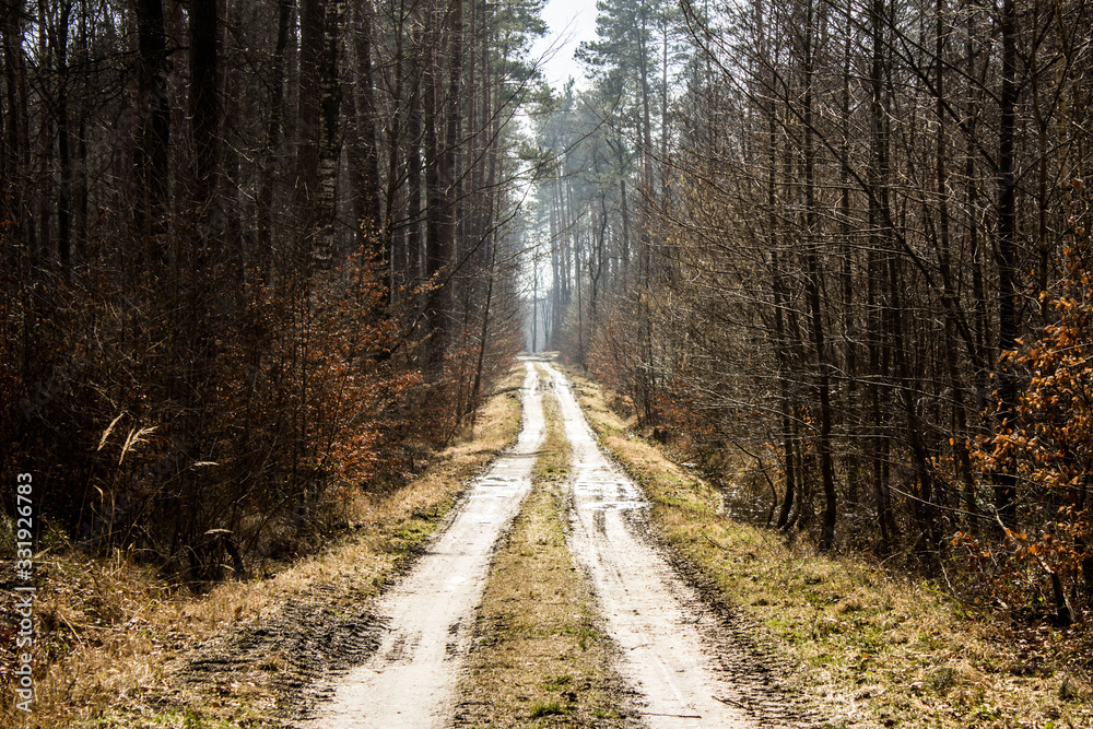 Beautiful road in the forest. Bright sky. Long road in the spring forest. Background. Beautiful road in the forest. Bright sky. Long road in the spring forest. Background.