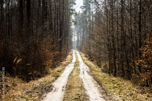 Beautiful road in the forest. Bright sky. Long road in the spring forest. Background.
