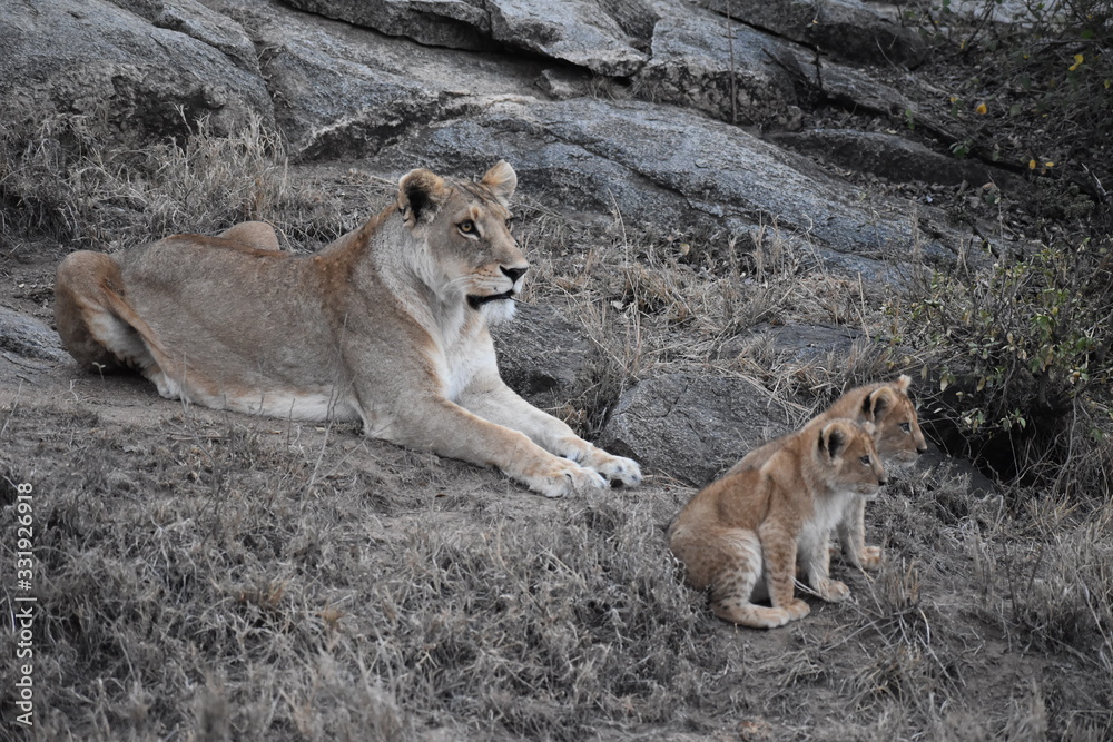 lion lion