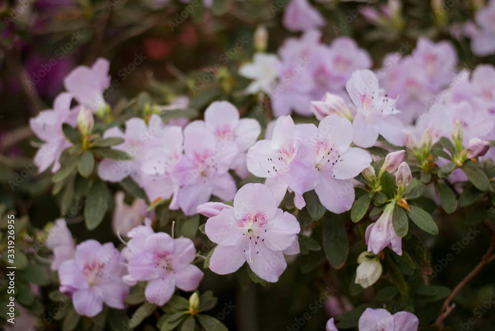 Close up spring flowers azalea. Blooming hybrid Azalia Rhododendron selection in greenhouse. flower background. colorful bush flowers of rhododendron at botanic garden. selective focus Close up spring flowers azalea. Blooming hybrid Azalia Rhododendron selection in greenhouse. flower background. colorful bush flowers of rhododendron at botanic garden. selective focus