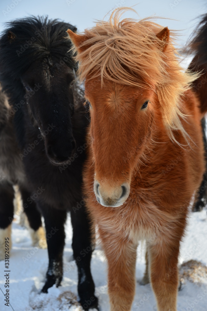 Heads with beautiful mane of an Icelandic horse in the wind in the snow on Iceland Heads with beautiful mane of an Icelandic horse in the wind in the snow on Iceland