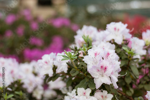 Close up  spring flowers azalea. Blooming hybrid Azalia Rhododendron selection in greenhouse. flower background. colorful bush flowers of rhododendron  at botanic garden. selective focus