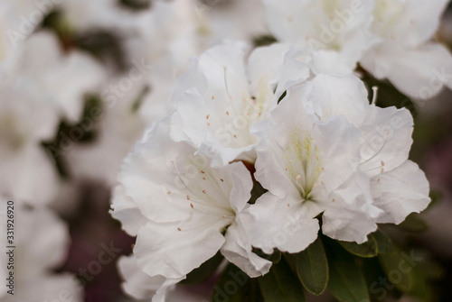 Close up  spring flowers azalea. Blooming hybrid Azalia Rhododendron selection in greenhouse. flower background. colorful bush flowers of rhododendron  at botanic garden. selective focus