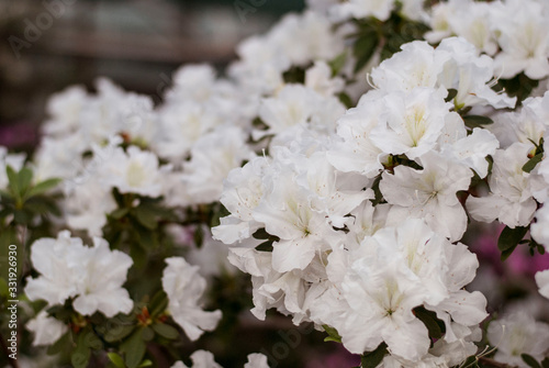 Close up  spring flowers azalea. Blooming hybrid Azalia Rhododendron selection in greenhouse. flower background. colorful bush flowers of rhododendron  at botanic garden. selective focus