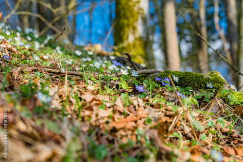 spring flowers in the forest