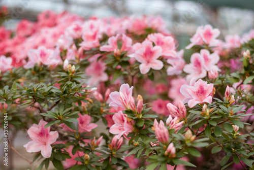 Close up  spring flowers azalea. Blooming hybrid Azalia Rhododendron selection in greenhouse. flower background. colorful bush flowers of rhododendron  at botanic garden. selective focus