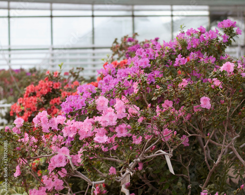Close up  spring flowers azalea. Blooming hybrid Azalia Rhododendron selection in greenhouse. flower background. colorful bush flowers of rhododendron  at botanic garden. selective focus