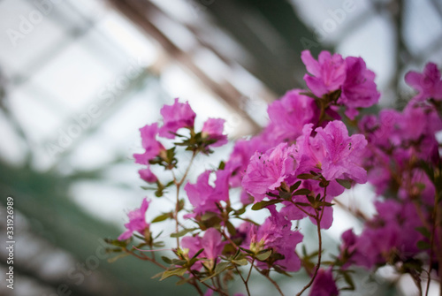 Close up  spring flowers azalea. Blooming hybrid Azalia Rhododendron selection in greenhouse. flower background. colorful bush flowers of rhododendron  at botanic garden. selective focus