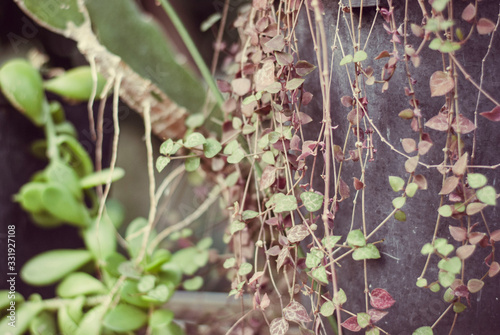 Close up cactus at botanic garden.  selective focus succulent