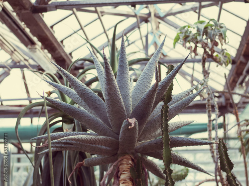 Close up cactus at botanic garden.  selective focus succulent