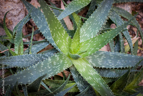 Close up cactus at botanic garden.  selective focus succulent