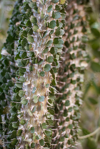 Close up cactus at botanic garden.  selective focus succulent