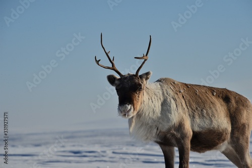 reindeer with beautiful antlers in the sparkling snow in lapland finland