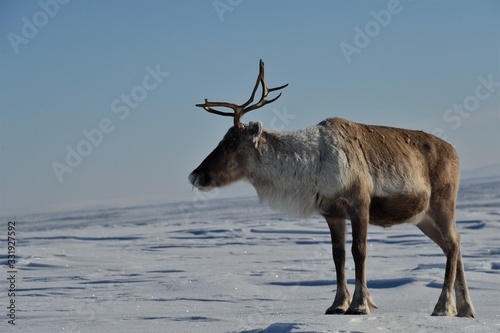 reindeer with beautiful antlers in the sparkling snow in lapland finland