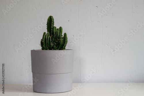 Potted Cereus Peruvianus Peruvian Cactus house plant in front of gray wall photo