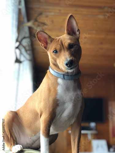Portrait of basenji dog 