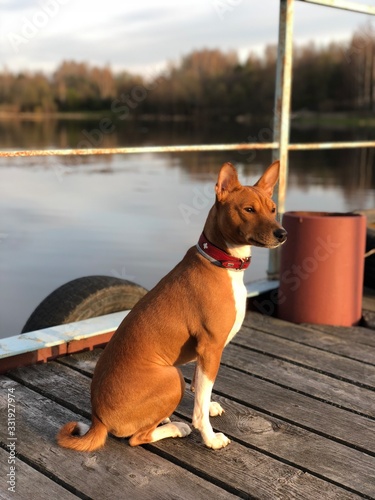 Basenji Dog waiting for human coming from fishing