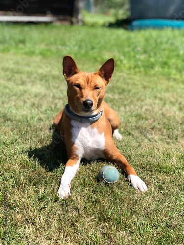 Basenji Dog playing with tennis ball outdoors