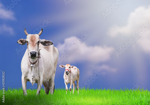domestic cow in grass field with blue sky background