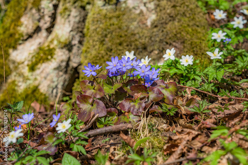 Fotografie blue anemone