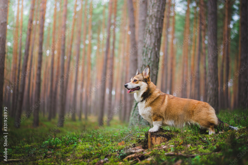  A welsh corgi pembroke dog  portrait during a walk in a Pine trees forest during early spring, empty calm 