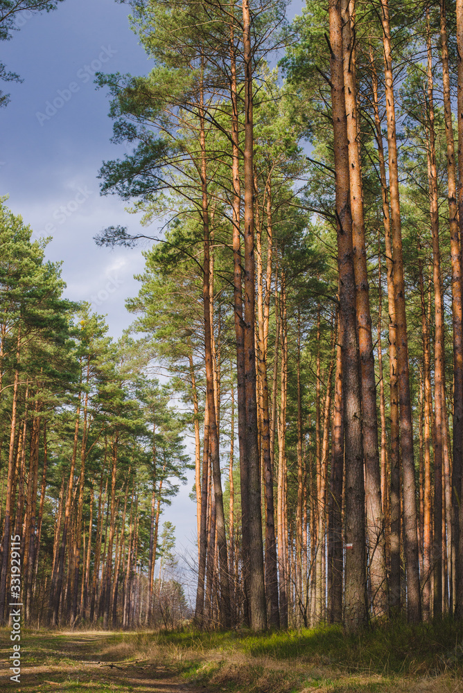 Pine trees forest during early spring, empty calm Pine trees forest during early spring, empty calm