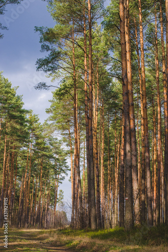 Fototapeta Naklejka Na Ścianę i Meble -  Pine trees forest during early spring, empty calm