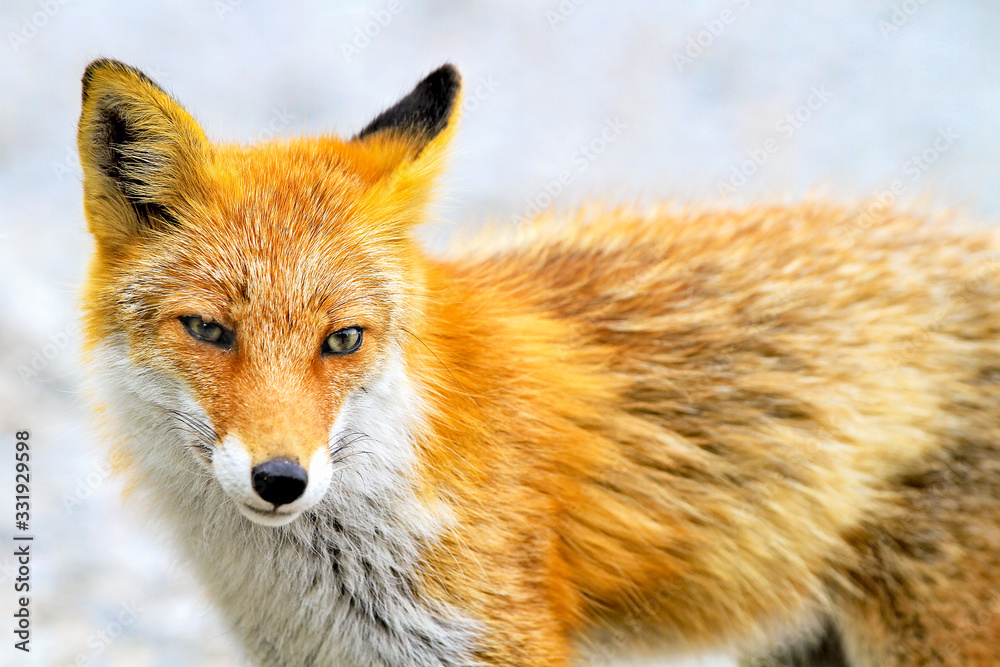 Japanese red fox in Hokkaido, Japan