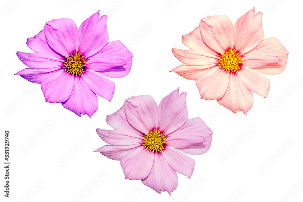 Mexican Aster flower onw white background