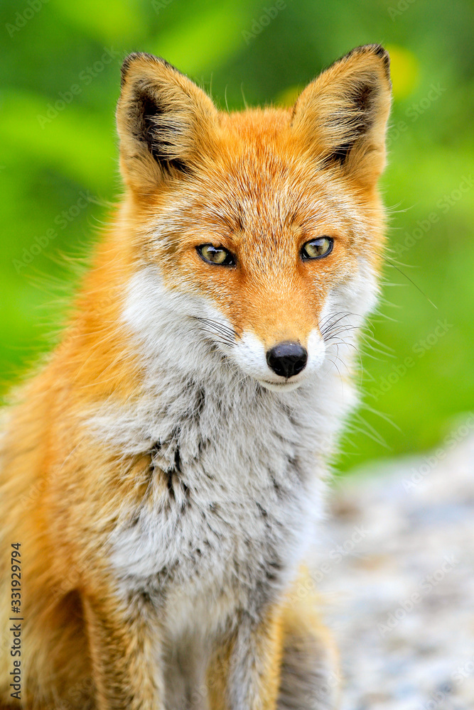 Fototapeta premium Japanese red fox in Hokkaido, Japan