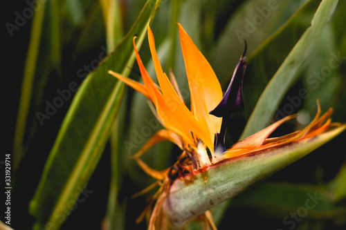 tropical greenery. strelitzia