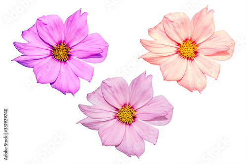 Mexican Aster flower onw white background